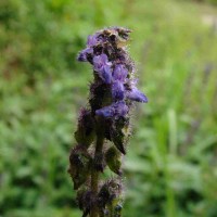 Coleus lanuginosus Hochst. ex Benth.(Hochst. ex Benth.) Agnew